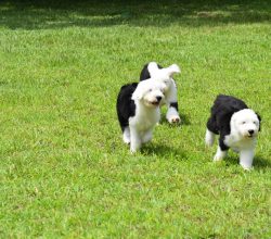 Old English Sheepdog for Sale