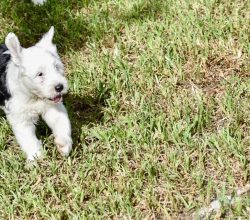Old English Sheepdog for Sale